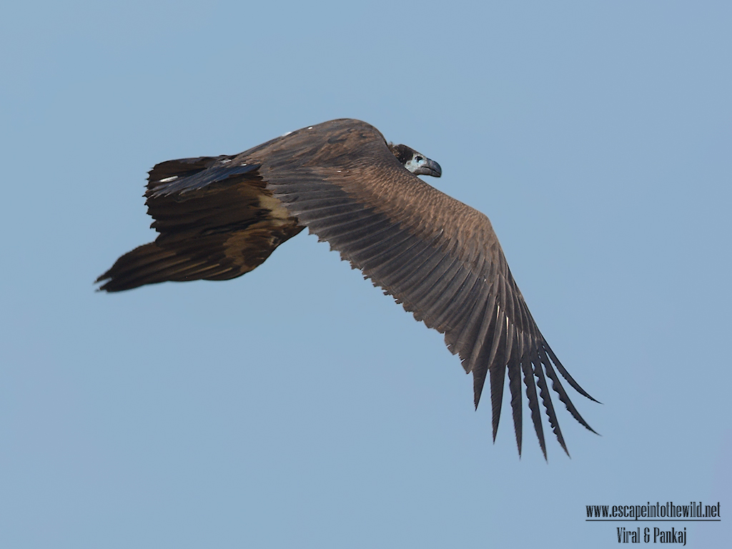 White-rumped Vulture
